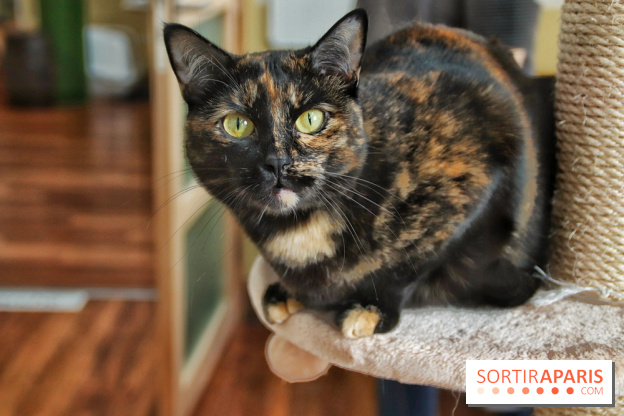 Le Moustache Pension, un hôtel pour chats douillet qui accueille vos compagnons à Paris