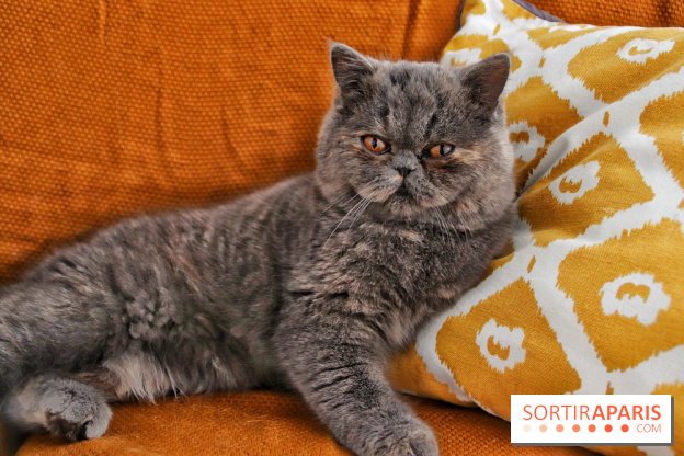 Le Moustache Pension, un hôtel pour chats douillet qui accueille vos compagnons à Paris