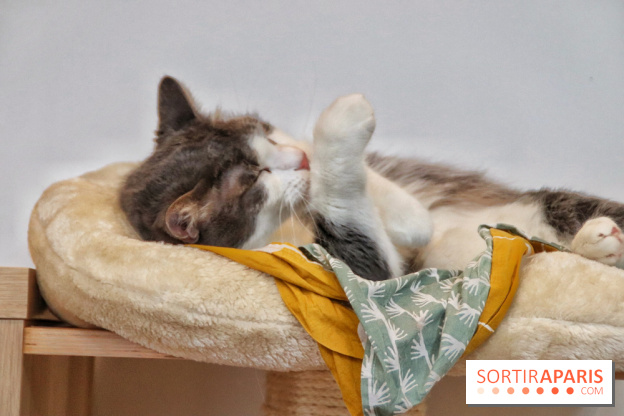 Le Moustache Pension, un hôtel pour chats douillet qui accueille vos compagnons à Paris