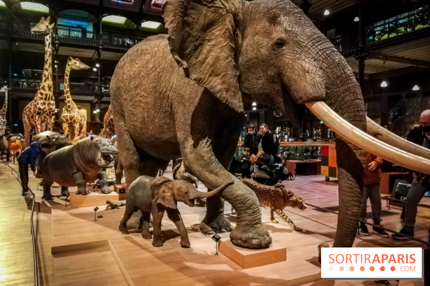 Visuels musée et monument intérieur muséum histoire naturelle
