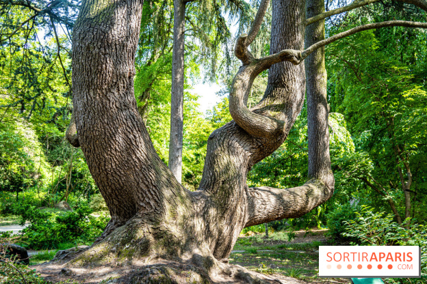 Le jardin japonais du Parc de Boulogne Edmond de Rothschild