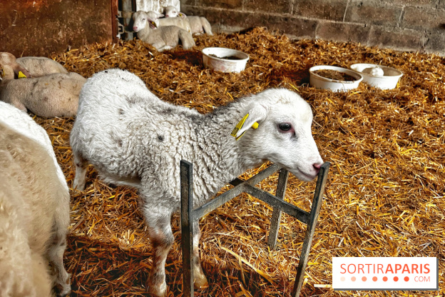 Le Château de Rambouillet et sa Bergerie nationale, un domaine d'exception en Ile-de-France