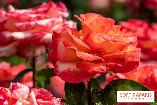 Photos : La Roseraie du val-de-Marne