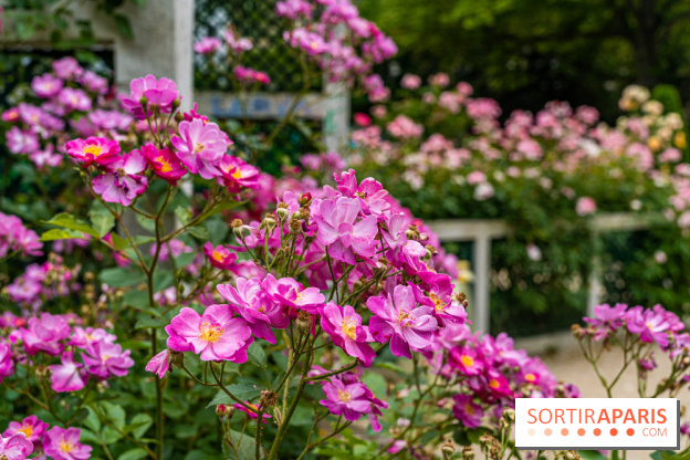 La roseraie du Square René-le-Gall