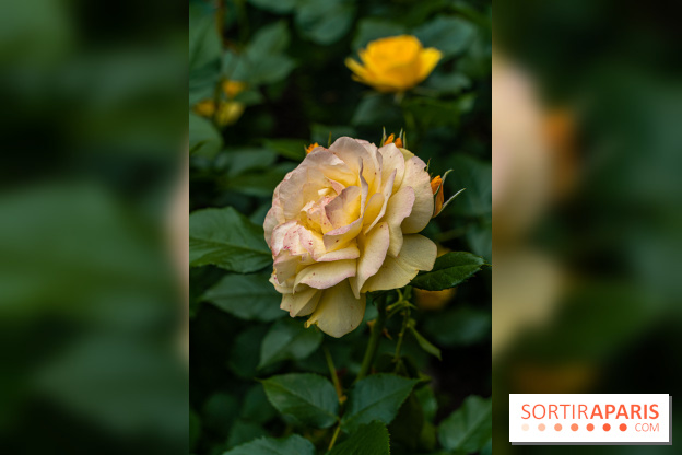 La roseraie du Square René-le-Gall