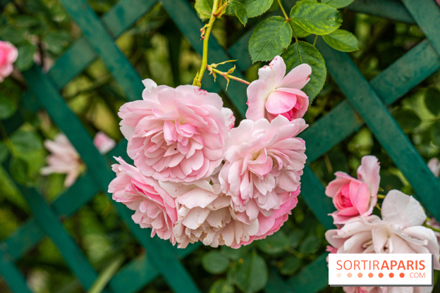 La roseraie du Square René-le-Gall