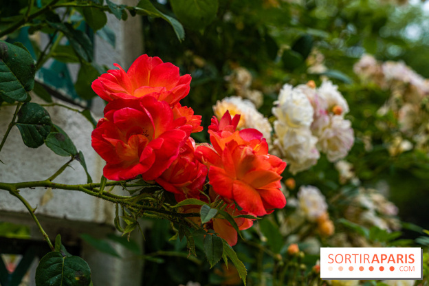 La roseraie du Square René-le-Gall