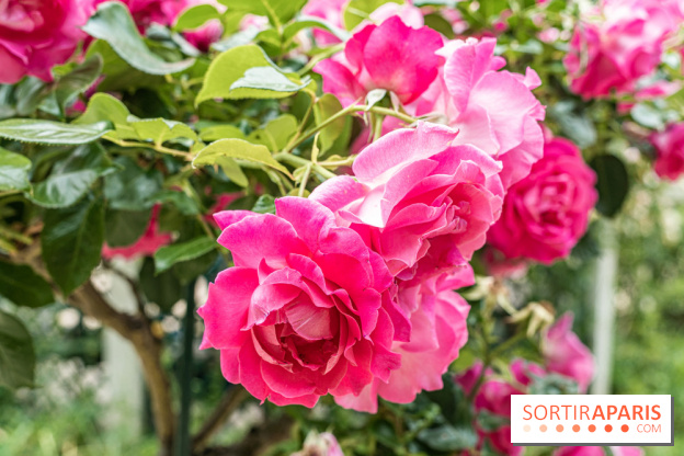 La roseraie du Square René-le-Gall