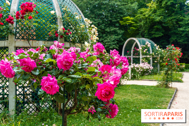 La roseraie du Square René-le-Gall