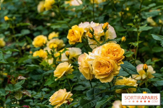 La roseraie du Square René-le-Gall