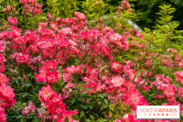 La roseraie du Square René-le-Gall