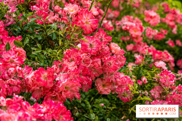 La roseraie du Square René-le-Gall