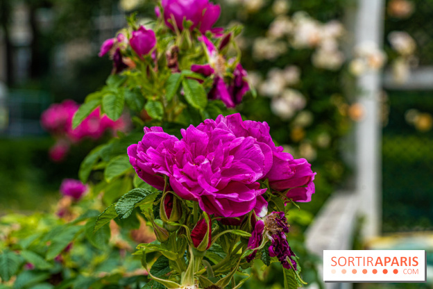 La roseraie du Square René-le-Gall