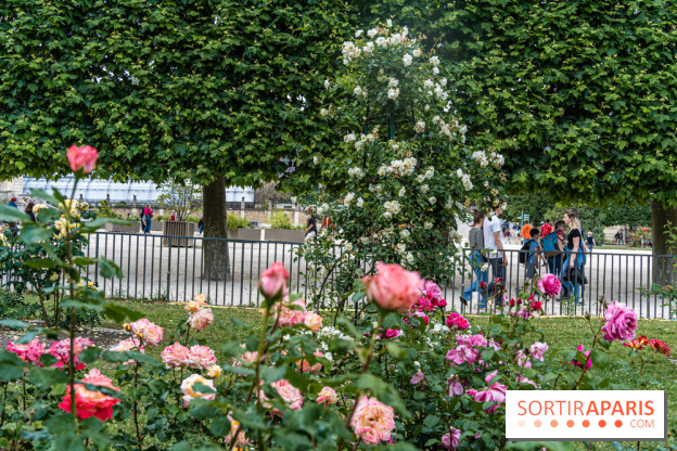 Photos La roseraie du Jardin des Plantes 