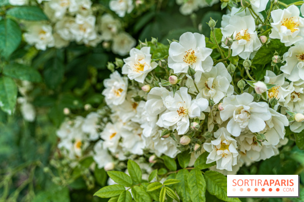Photos La roseraie du Jardin des Plantes 