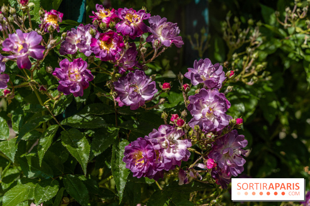 Photos La roseraie du Jardin des Plantes 