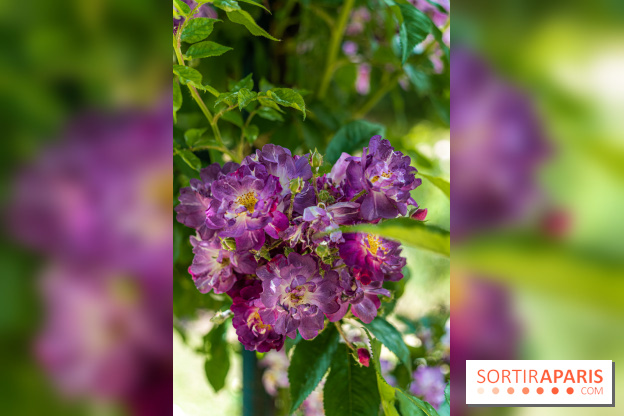 Photos La roseraie du Jardin des Plantes 