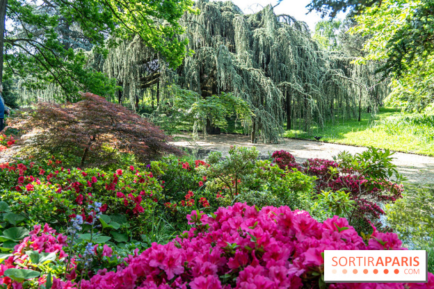 Arboretum de la Vallée-aux-Loups, une balade au milieu des arbres remarquables - A7C07775