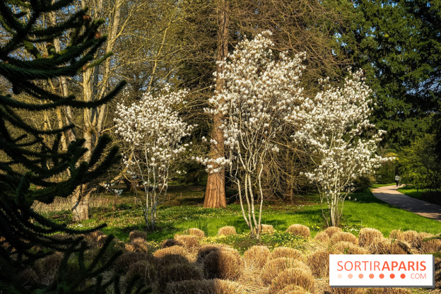 Arboretum de la Vallée-aux-Loups, une balade au milieu des arbres remarquables