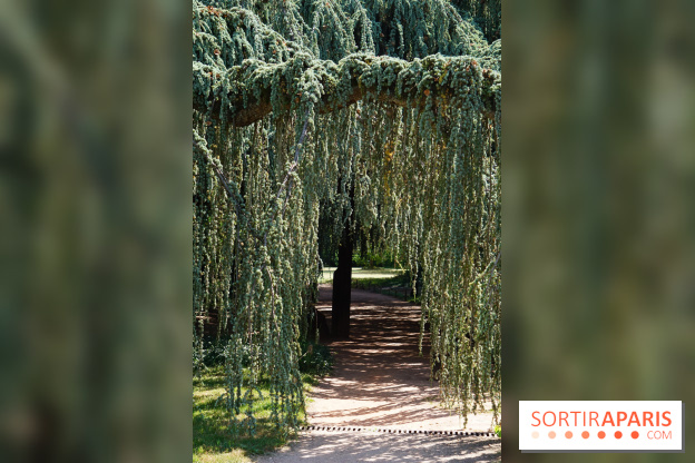 Arboretum de la Vallée-aux-Loups, une balade au milieu des arbres remarquables