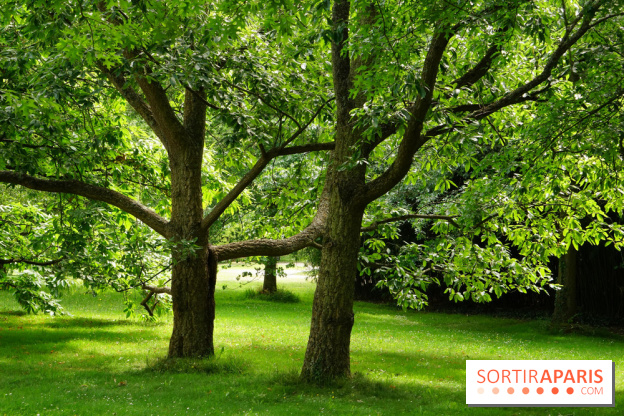 Arboretum de la Vallée-aux-Loups, une balade au milieu des arbres remarquables