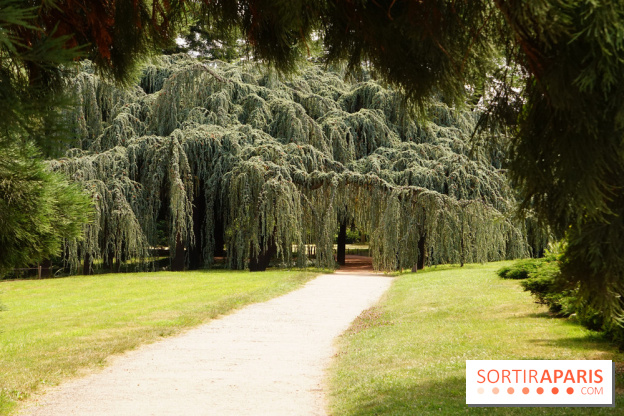 Arboretum de la Vallée-aux-Loups, une balade au milieu des arbres remarquables