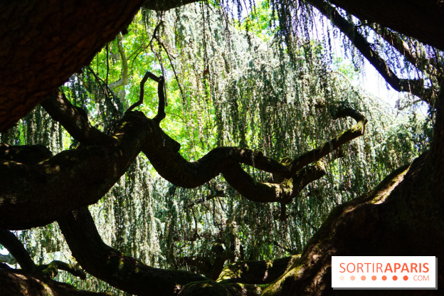 Arboretum de la Vallée-aux-Loups, une balade au milieu des arbres remarquables