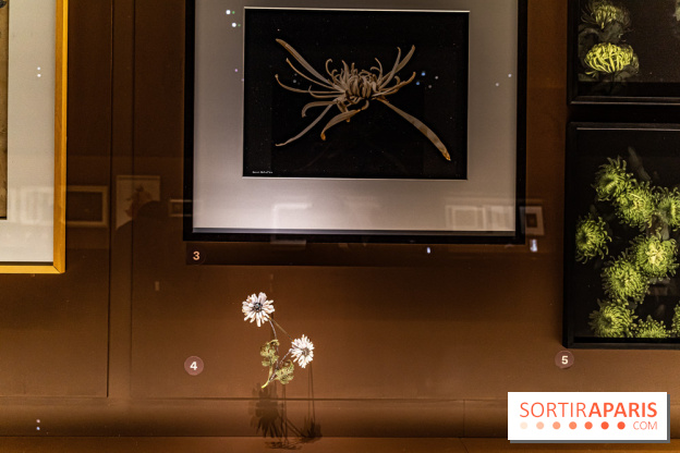 Exposition Végétal  by Chaumet aux Beaux Arts de Paris