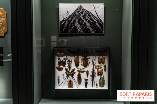 Exposition Végétal  by Chaumet aux Beaux Arts de Paris