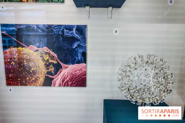 Micro mondes, une exposition à découvrir à la loupe au musée du Quai Branly, nos photos