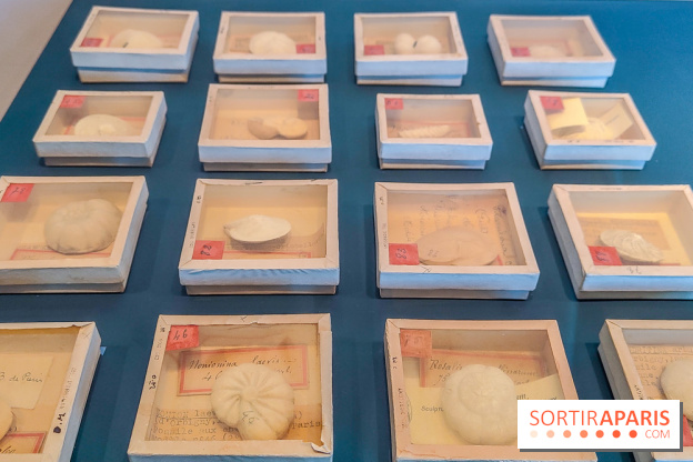 Micro mondes, une exposition à découvrir à la loupe au musée du Quai Branly, nos photos