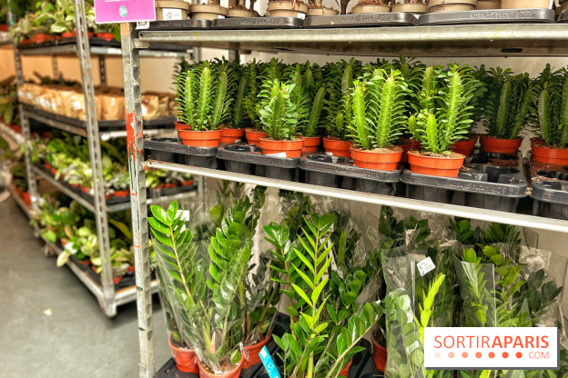 Plantes pour Tous, les prochaines ventes de plantes à partir de 2€ à Paris