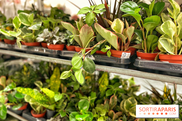 Plantes pour Tous, les prochaines ventes de plantes à partir de 2€ à Paris