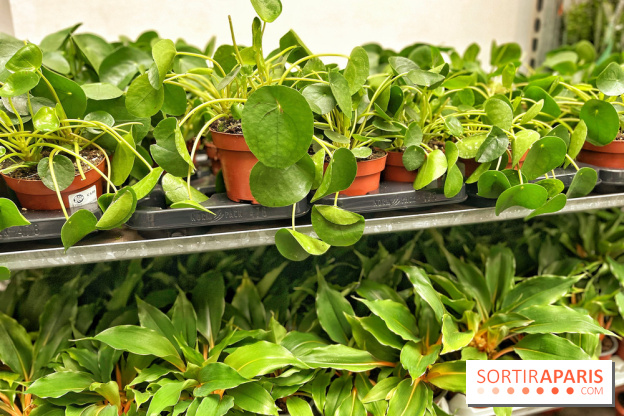 Plantes pour Tous, les prochaines ventes de plantes à partir de 2€ à Paris