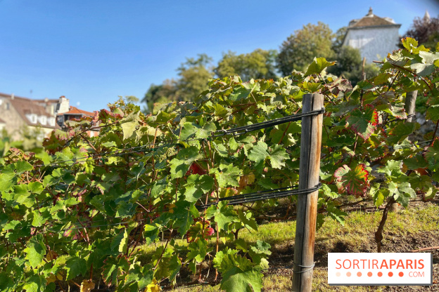 Visuels Paris - Clos Montmartre - Vignes