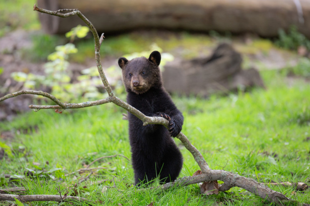 Carnet rose : un ourson est né au zoo de Thoiry (78)