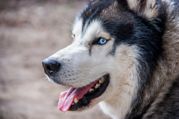 Au cœur de la meute, les balades façon cani-rando en forêt, à découvrir dans le Val-d'Oise