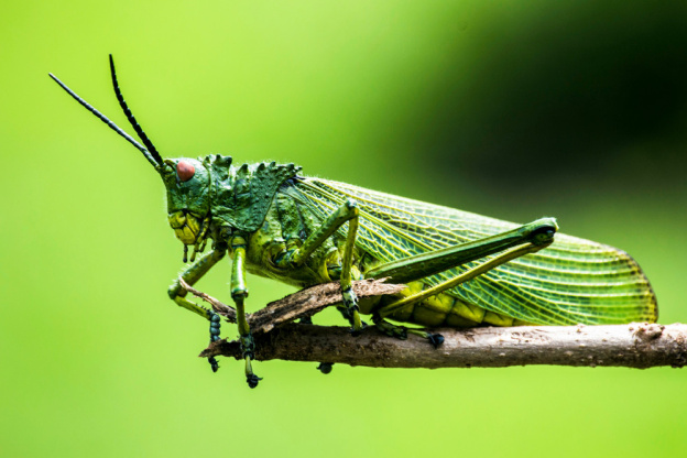 Maison des insectes à carrières sous poissy
