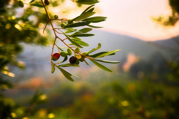 Fête de l'Olive à Aubervilliers