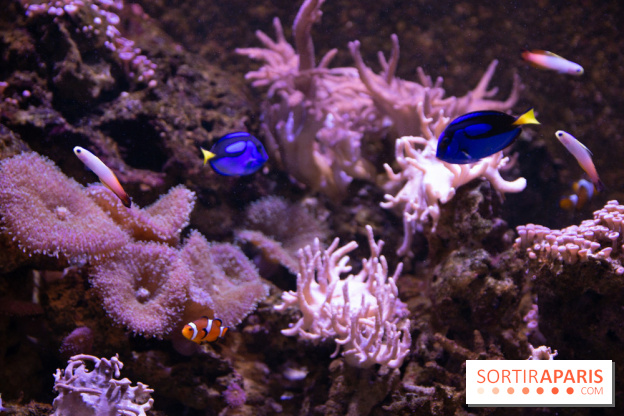 Vacances de Pâques 2019 à Sea Life Paris : invitations