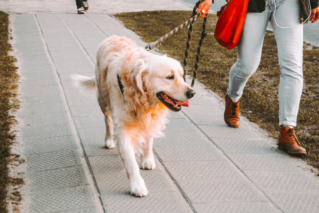 Fête des Chiens Guides à l’École de Chiens Guides de Paris