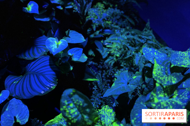 Forêt Bioluminescente - Serre Papillons