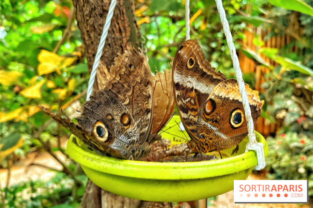 Serre Papillons - La Queue-lez-Yvelines
