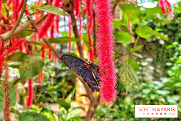 Serre Papillons - La Queue-lez-Yvelines