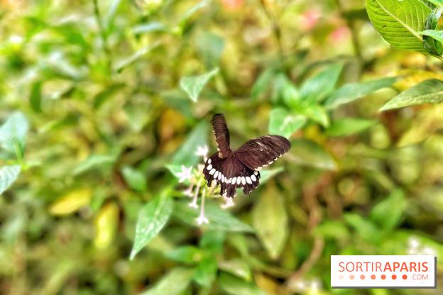 Serre Papillons - La Queue-lez-Yvelines