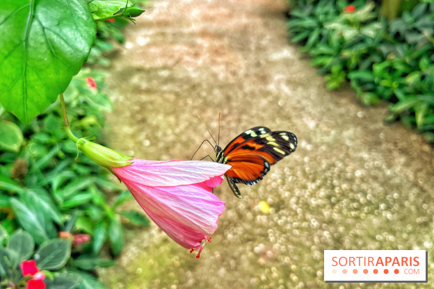 Serre Papillons - La Queue-lez-Yvelines