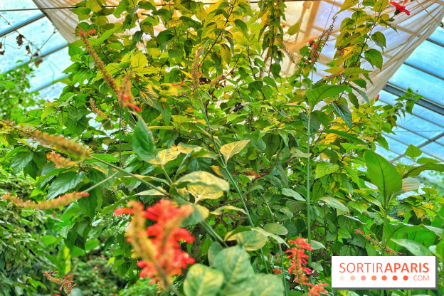 Serre Papillons - La Queue-lez-Yvelines