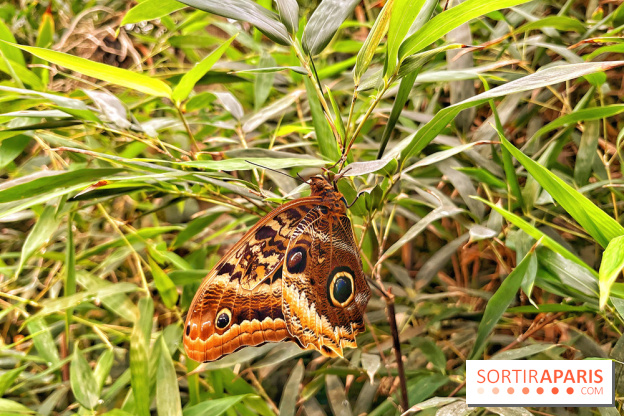 Serre Papillons - La Queue-lez-Yvelines