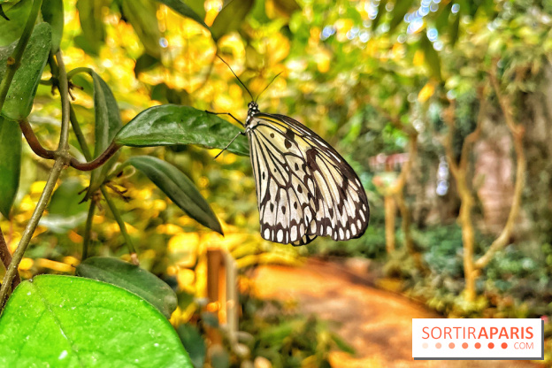 Serre Papillons - La Queue-lez-Yvelines
