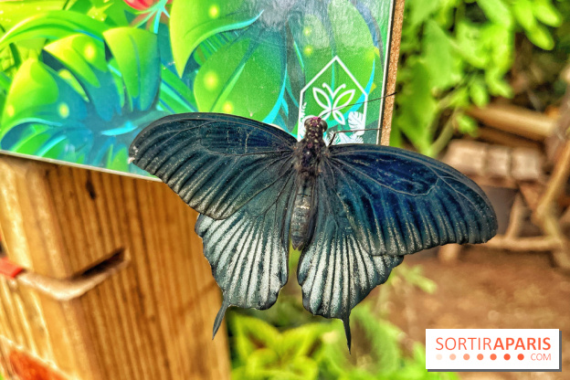 Serre Papillons - La Queue-lez-Yvelines